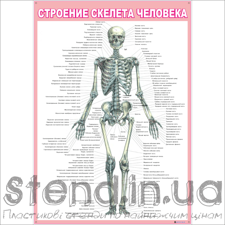 Стенд Будова скелету людини (270301.2)