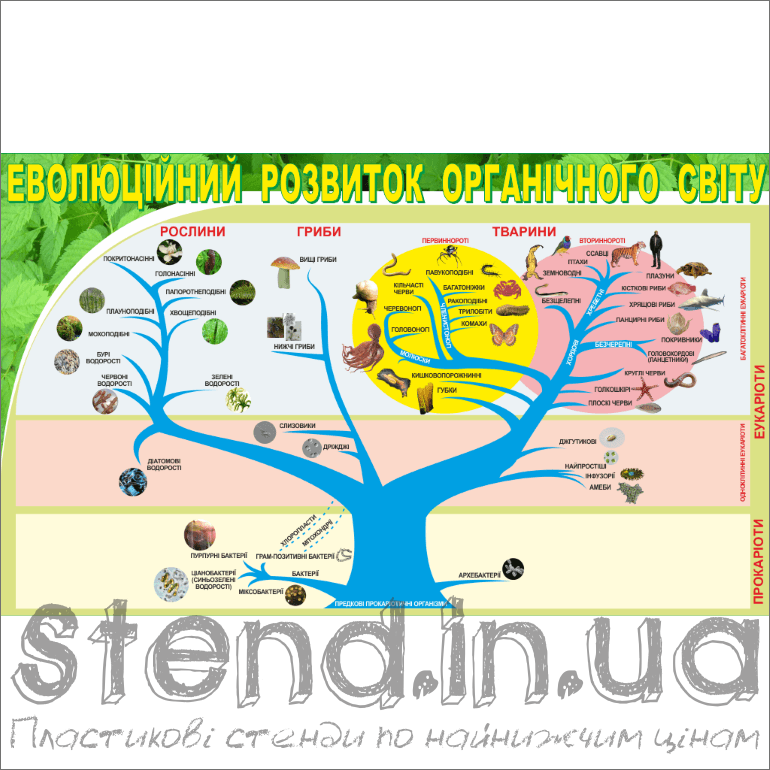Стенд Еволюційний розвиток органічного світу (270301.3)